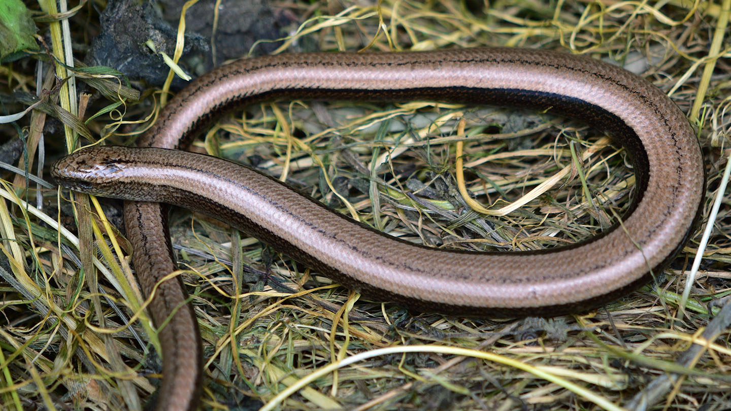 ** Reptile Walk - Capstone Park - £4 - 8+
