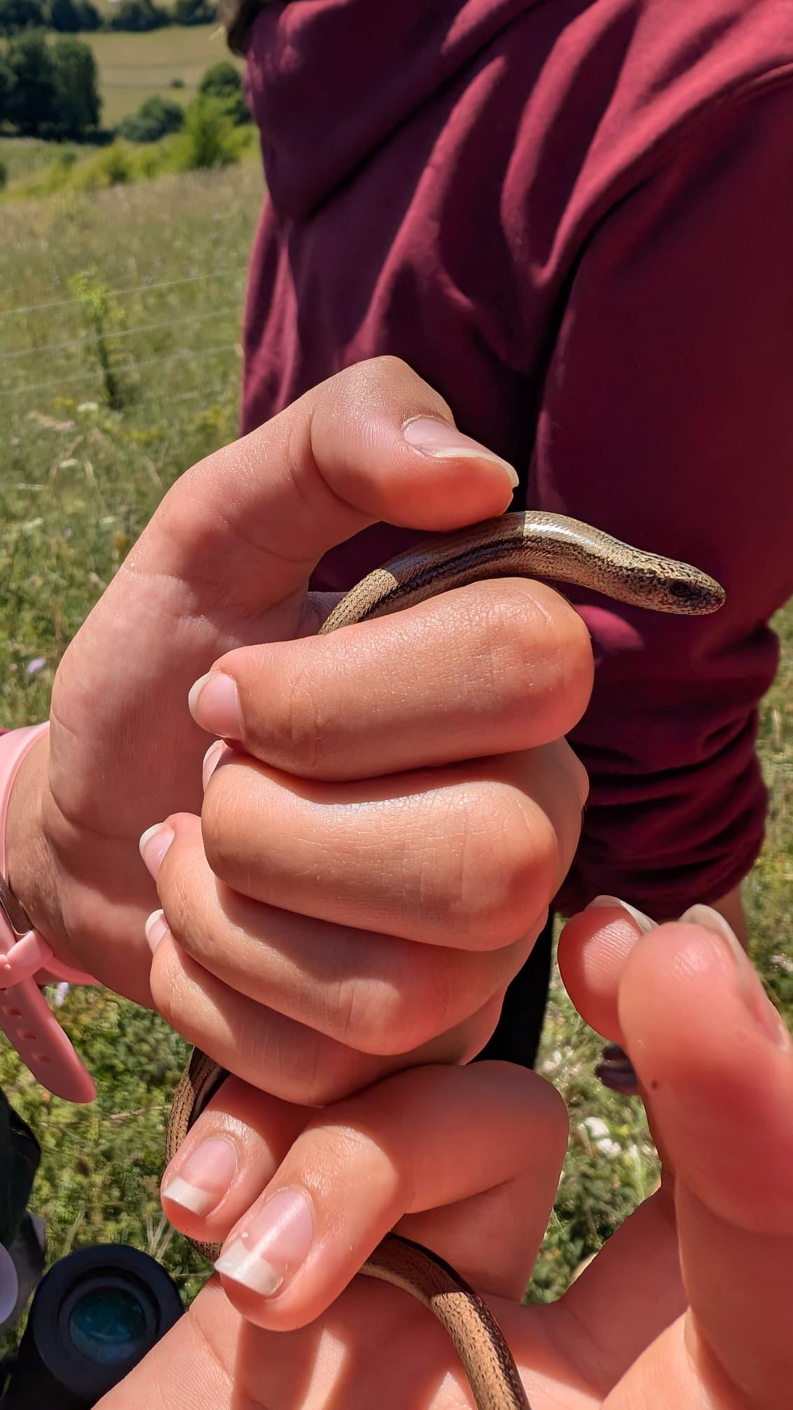 ** Brilliant Bugs - Milton Country Park - £FREE - 4+